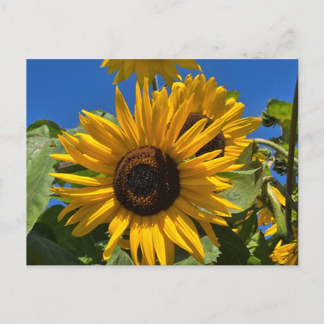 Invitation Carte Postale Tournesol (Devant)