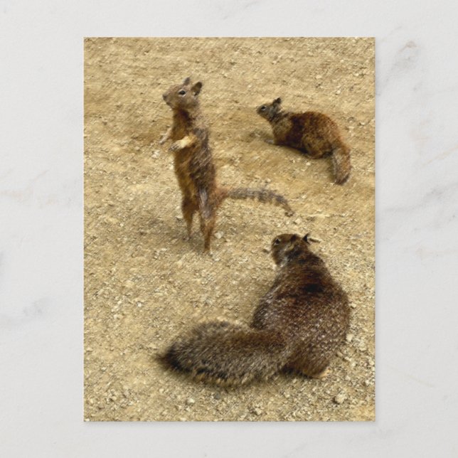 Invitation Carte Postale Trois écureuils (Devant)