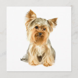 Invitation Cartons d'invitation pour chiots Yorkie