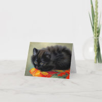 Chaton noir vintage avec couverture de fleur rouge