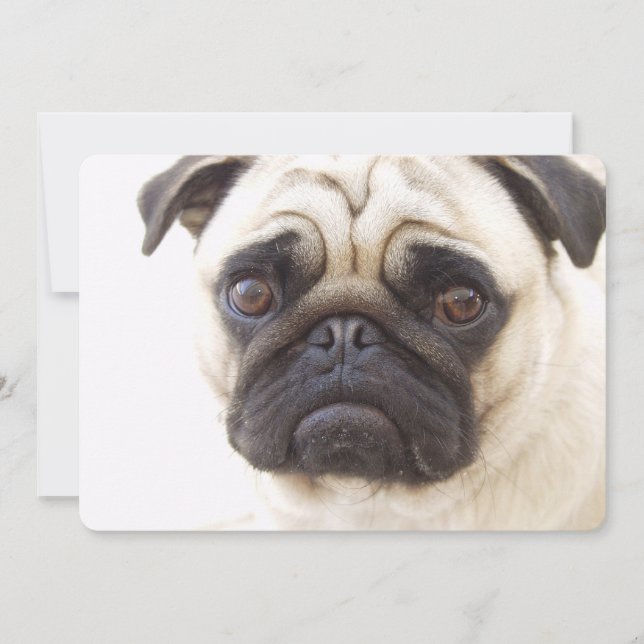 Invitation Chien Carlin (Devant)
