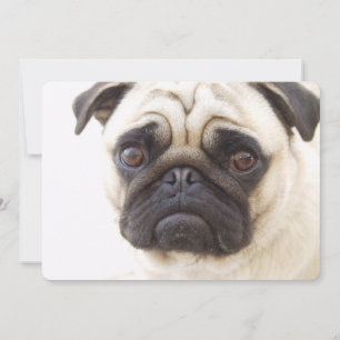 Invitation Chien Carlin