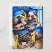 Chiens et chats diplômés en photomaton