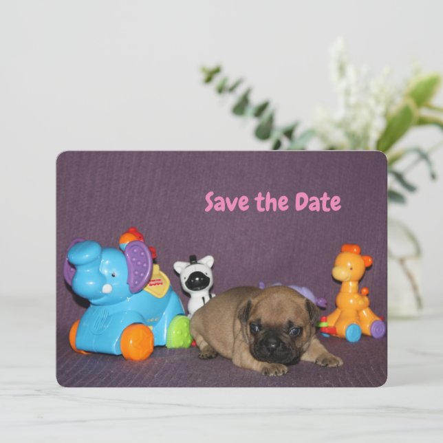 Invitation chiot bouledogue français (Debout devant)