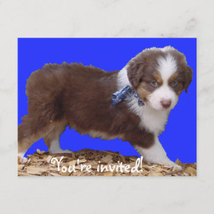 Invitation Chiot de Tri Aussie