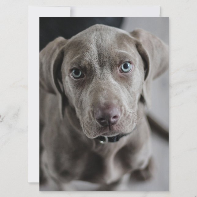 Invitation chiot weimaraner (Devant)