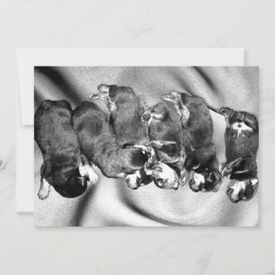 Invitation chiots à tête blanche
