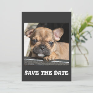 Invitation Chiots Bouledogue Français