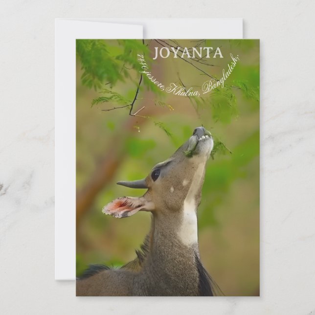 Invitation Custom deer (Devant)