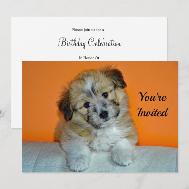 Invitation Cute Sheltie Puppy Photo Anniversaire (Devant / Derrière)