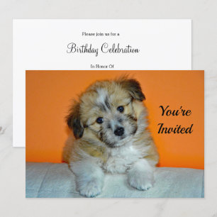 Invitation Cute Sheltie Puppy Photo Anniversaire