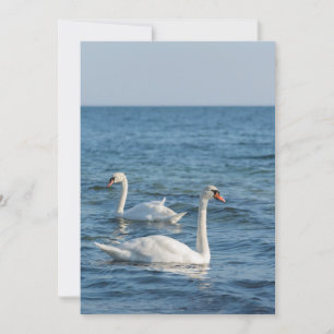 Invitation Cygnus cygne blanc