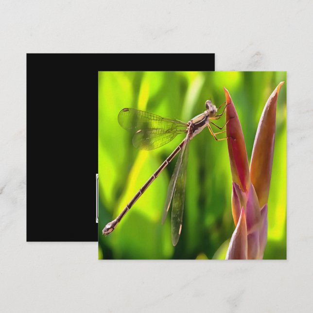 Invitation Damselfly Balancé Sur Une Tête De Fleur (Devant / Derrière)
