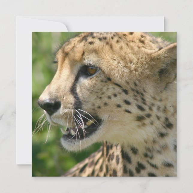 Invitation d'attaque de guépard (Devant)