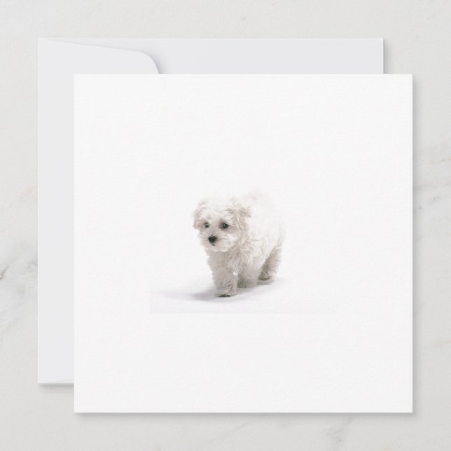 Invitation de Bichon Frise (Devant)