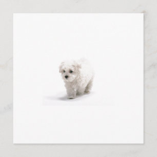 Invitation de Bichon Frise