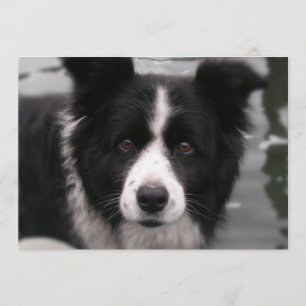 Invitation de border collie