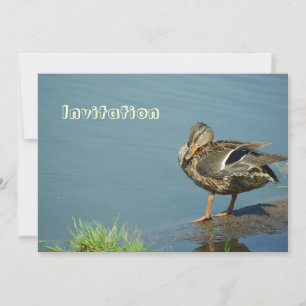 Invitation de canard