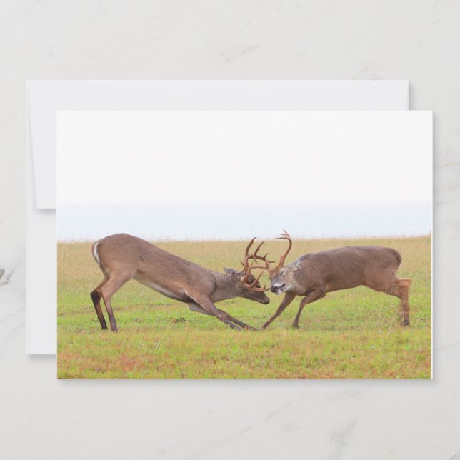 Invitation de cerfs qui se battent (Devant)