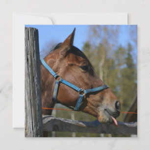 Invitation de cheval