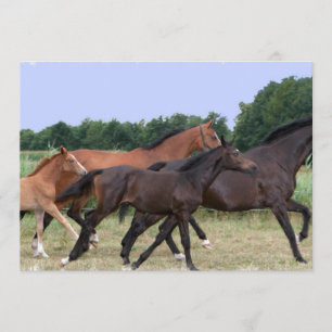 Invitation de chevaux sauvages