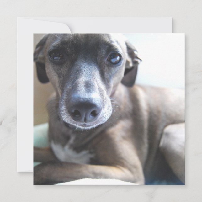 Invitation de Chien de Chien de Chien de Chien de  (Devant)