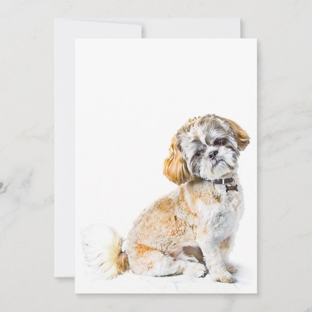 Invitation de Chien Shih Tzu (Devant)