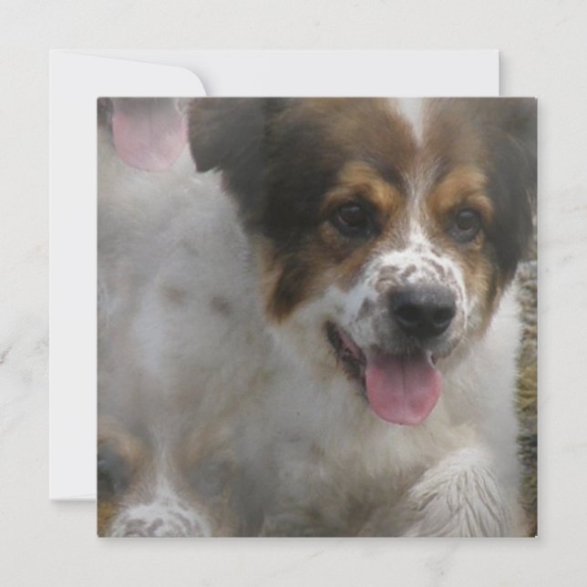 Invitation de chiot de Sheherd d'Australien (Devant)