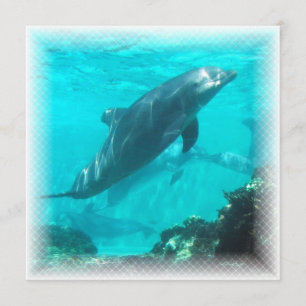 Invitation de dauphin de natation