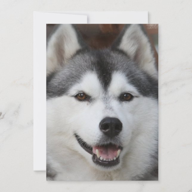 Invitation de Husky Dog (Devant)
