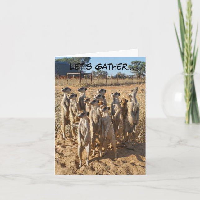 Invitation de la fête de Meerkat (Devant)