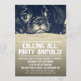 Invitation de la fête du Chien Chien carlin [Photo