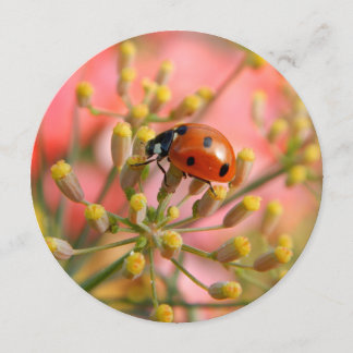 Invitation de la Lady Bug Party