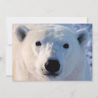 Invitation de l'ours polaire