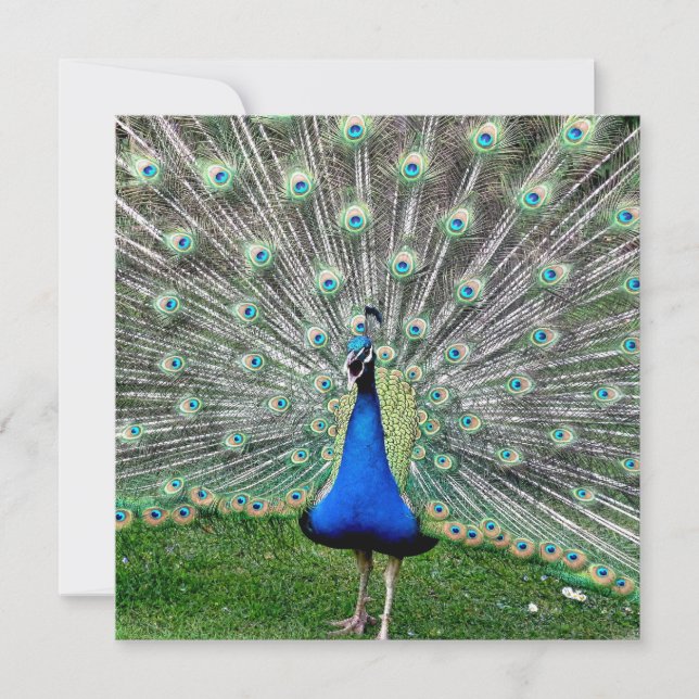 Invitation de plume de paon (Devant)