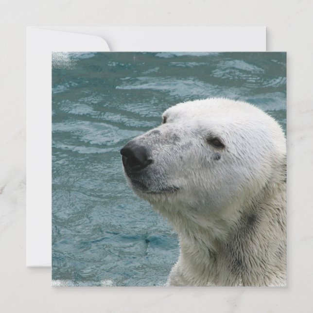 Invitation de profil d'ours blanc (Devant)