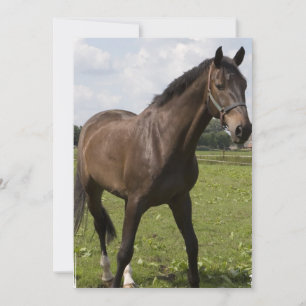 Invitation de Thoroughbred Horse