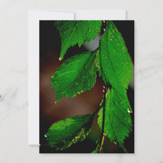 Invitation des Feuilles d'amandiers
