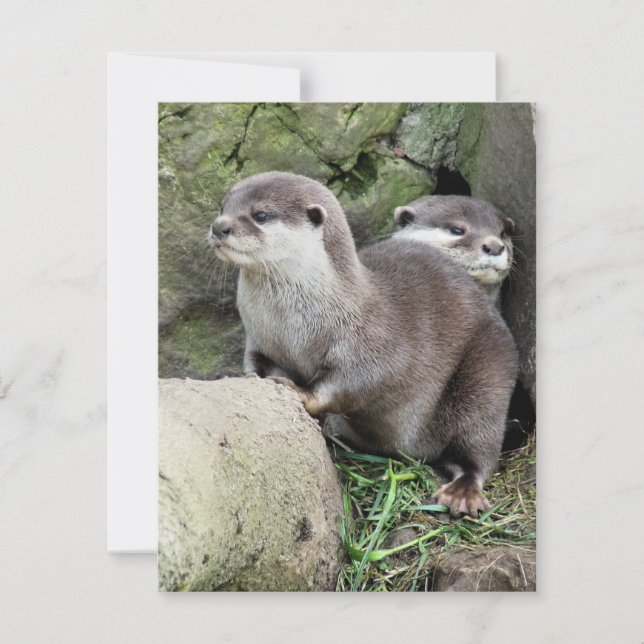 INVITATION DES OTTERS (Devant)