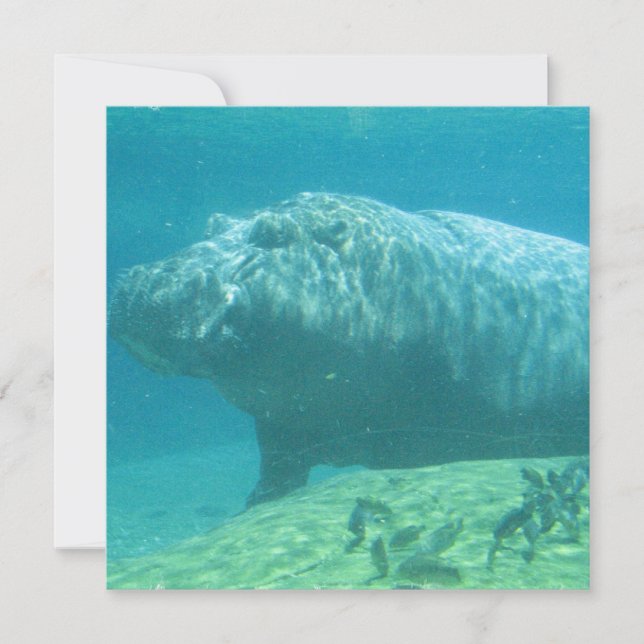 Invitation d'Hippopotame (Devant)