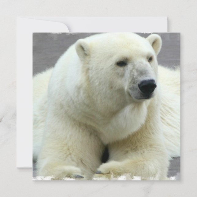 Invitation d'ours blanc (Devant)