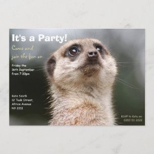 Invitation du Meerkat Party