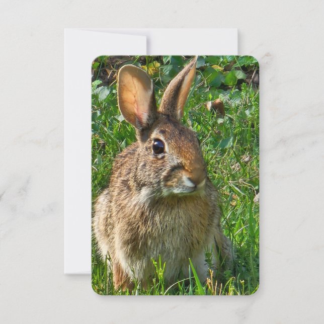 Invitation Eastern cottontail rabbit (Devant)