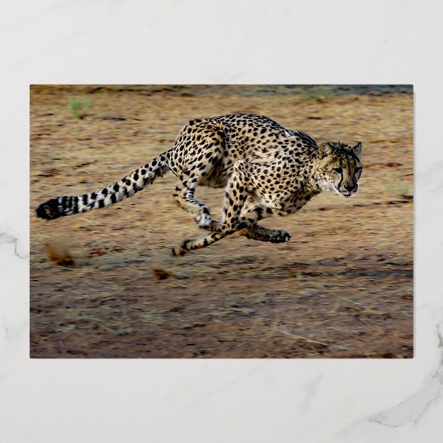 Invitation En Aluminium Faune Brun Guépard courant Anniversaire Or (Verso)