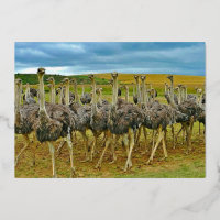 Faune Ostrich Flock Gold Anniversaire