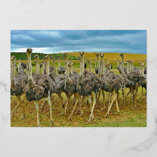 Invitation En Aluminium Faune Ostrich Flock Gold Anniversaire