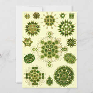 Invitation ernst haeckel spores