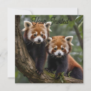 Invitation "Explorateurs en haut de l'arbre : Pandas rouge bé