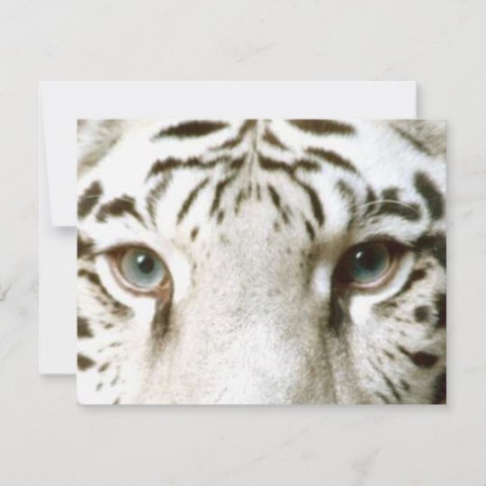 Invitation Ez D Invitation Des Yeux Du Tigre Blanc A Zazzle Fr