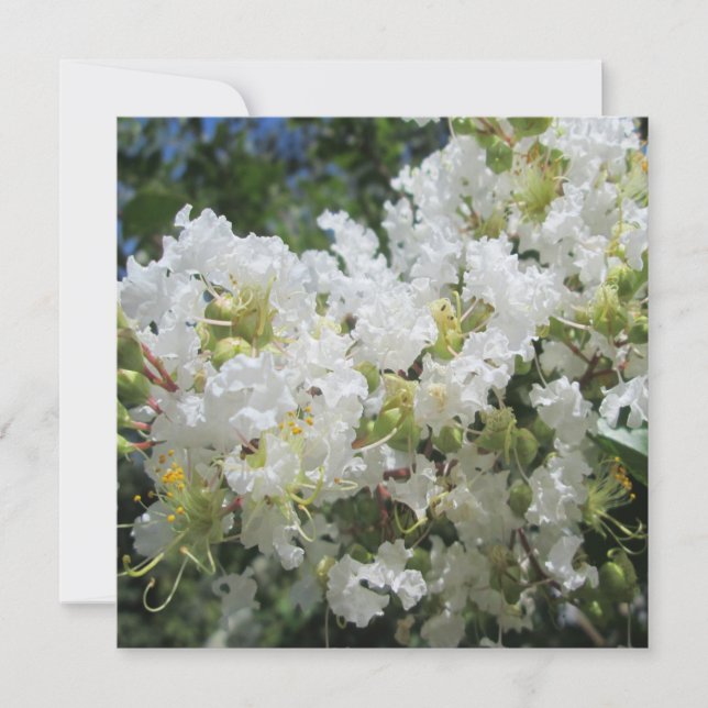 Invitation Fermeture de l'arbre de myrtes de colza (Devant)